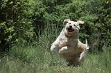 GOLDEN RETRIEVER 1159